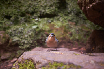 Madeiran chaffinch (Fringilla coelebs maderensis) on a rock stone in dark forest. Beautiful bird spotted in Madeira, Portugal.