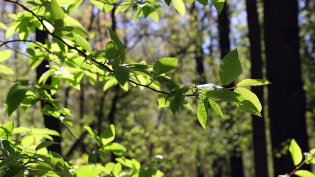 Fresh Green Leaves Of Trees Growing Outdoors. Tree Branches With New Leaves In Early Spring Forest In Light Wind