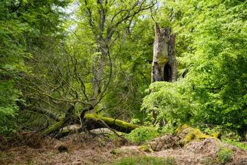 Naturwald mit Totholz