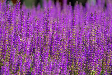 Selective focus of Salvia farinacea blue in the garden, Beautiful colorful purple flowers plant of Victoria blue (Mealy Cup Sage) Nature flora pattern texture background.