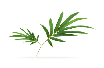 Green bamboo leaves with brach isolated on white background with clipping path
