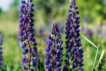 Lupine blooms in the field in sunny weather.