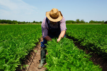Farmer on field picking carrots, organic vegetable garden