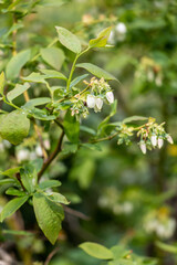 Blooming tree in spring, Vaccinium corymbosum. Highbush blueberry flowers.