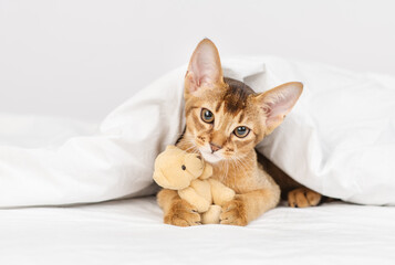 The Abyssinian kitten lies on the bed under a blanket in an embrace with a teddy bear.