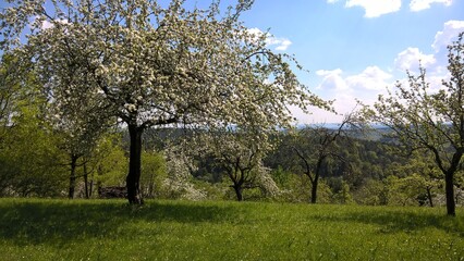 nature fields and woods in summer 