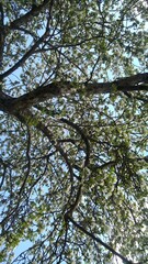 nature fields and woods in summer 
