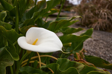 Zantedeschia aethiopica, Calla aethiopica, commonly known as calla lily and arum lily in botanical...