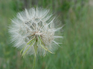 close-up shot of a big dandelion in the meadow