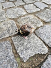 Small bird