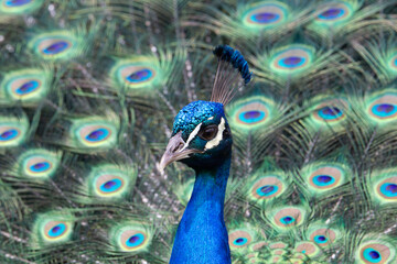 Fototapeta na wymiar half profile head of an Indian Blue Peacock (Pavo cristatus) with his open tail on display in the background