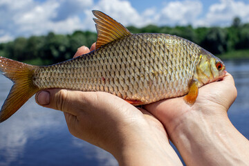 large roach caught in the river