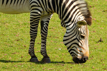 Fototapeta na wymiar Hartmann's mountain zebra (Equus zebra hartmannae) a Hartmann's mountain zebra grazing on grass with a natural green
