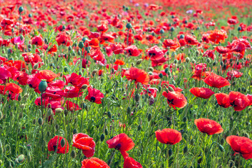 Fototapeta premium Full screen photo of budding, bright red flowering and overblown poppies in a large field. It is springtime in the Netherlands.
