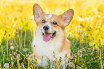 Red corgi sits in green grass with many white dandelion flowers