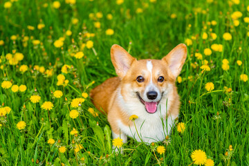 Red corgi sits in green grass with many yellow dandelion flowers