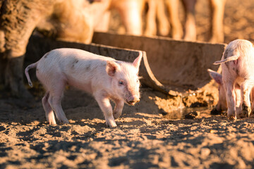 Young piglets eating on a remote station in Northern Territory, Australia, at sunrise © Julia
