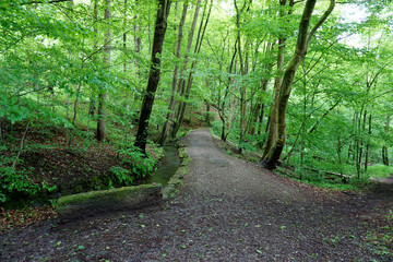 ein kleiner idyllischer Wanderweg im Habichtswald in Hessen in der Nähe von Kassel