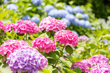 飛鳥山公園のアジサイ