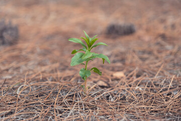 Small green plant growing in dry pine leaves, in the forest.
