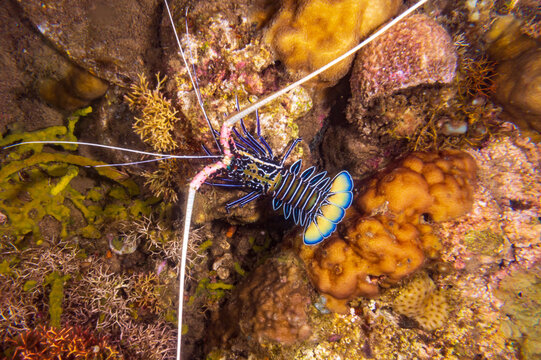 Painted Spiny Lobster (Panulirus versicolor) or painted rock lobster, common rock lobster, bamboo lobster walking during a night dive near Anilao, Philippines.  Underwater photography.