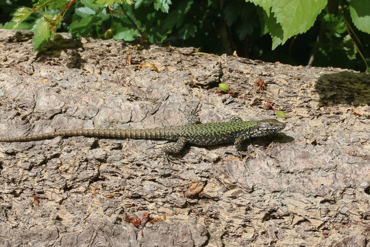 Portr&auml;t einer Mauereidechse, Podarcis muralis