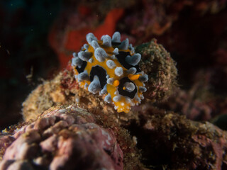 Bright yellow and white Ocelated Phyllidia nudibranch (Phyllidia ocellata) a sea slug, a dorid nudibranch near Anilao, Philippines.  Underwater photography and travel.