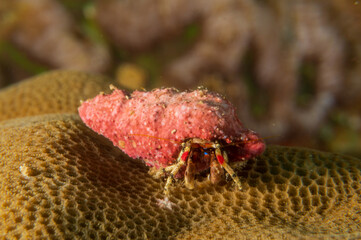 Beautiful hermit crab (calcinus pulcher) on a coral near Anilao, Philippines.  Underwater photography and travel.