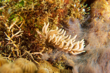 Yellow-Tipped Phyllodesmium (Phyllodesmium briareum) a sea slug or an aeolid nudibranch, a marine gastropod mollusc in the family Facelinidae near Anilao, Mabini,  Philippines. 