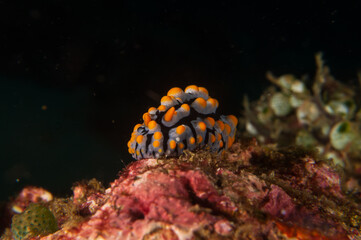 Swollen Phylidia (phyllidia varicosa) on a sandy bottom near Anilao, Philippines.  Underwater photography and travel.