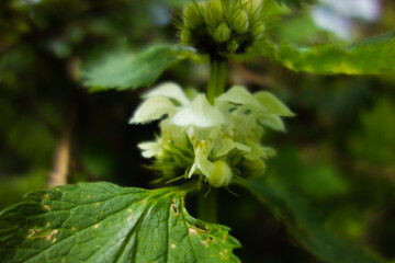 close up of White Dead Nettle (Lamium album) flowers isolated on a natural green background