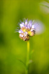 Bees harvest nectar in phacelia flower field
