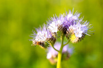 Bees harvest nectar in phacelia flower field
