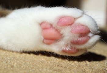 cute white cat paw close up