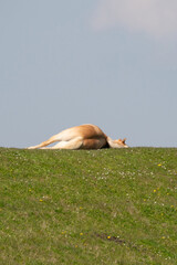 A yellow horse lies on top of a Dutch dike. He appears to be dead, but is probably resting in the sun. Blue sky in the background. Yellow dandelions and daisies in the grass