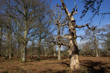 Fototapeta na wymiar dead tree in an ancient woodland and shadows with bracken and winter bare trees against a clear blue sky