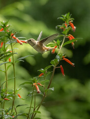 Rufous Hummingbird 4213 Firecracker Plant - 439098734