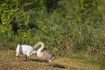 White swan parent and a young swan feeding in the wilderness. Greenery, background, text space, copy space.