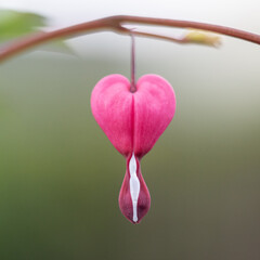 Lamprocapnos spectabilis