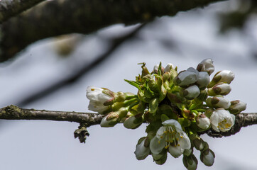 Kwiaty  © wedrownik52