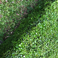 Fototapeta na wymiar green ivy wall