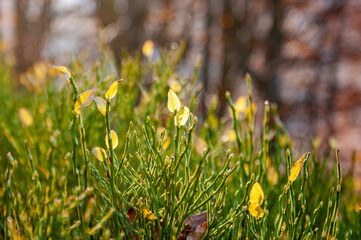 November in Carpathians