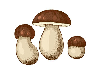 Illustration Balete mushroom, boletus mushroom hand-drawn, family edible mushrooms, graphic color flat drawing lines, Healthy organic food, vegetarian food fresh mushrooms isolated on white background