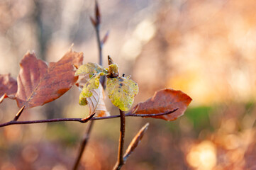 November in Carpathians