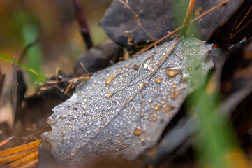 November in Carpathians
