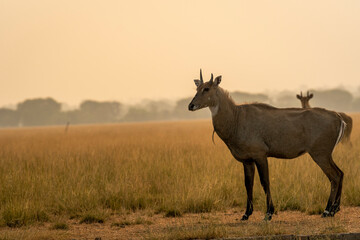 Naklejka na ściany i meble male nilgai or blue bull or Boselaphus tragocamelus a Largest Asian antelope side profile in open field or grassland in golden hour light at forest of central india