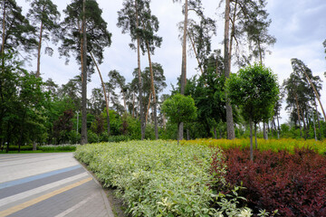 Obraz premium Beautiful summer park with trees and old pines. A big bright flower bed. Modern tile. A place for family outdoor activities and relaxation. Recreation zone. Empty space for your text or design. 