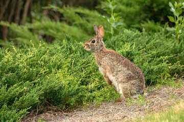 Eastern Cottontail rabbit posing for a portrait
