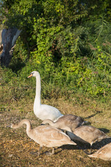 Vertical image of a white swan and young brown swans. Background, copy space.