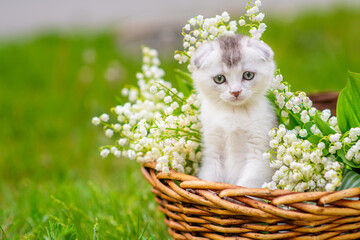 Little white fluffy kitten sitting in a wicker basket full of lily of the valley flowers